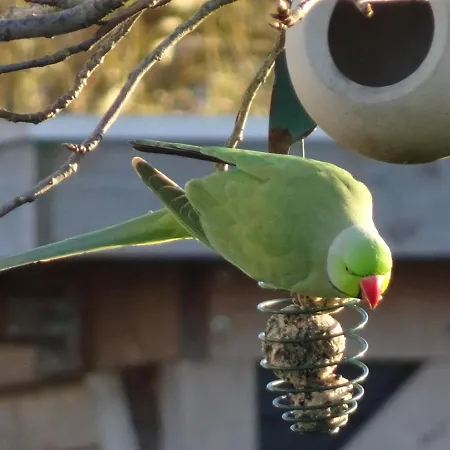 De Kopstoof 4* Lekkerkerk