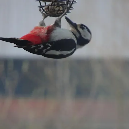 De Kopstoof Bed & Breakfast Lekkerkerk