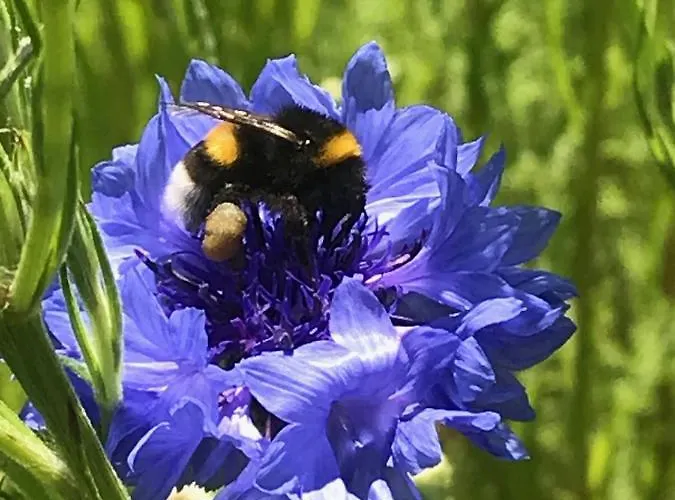 De Kopstoof Bed & Breakfast 4*