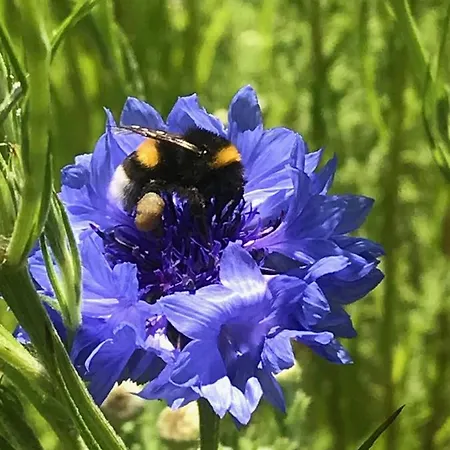 De Kopstoof Bed and breakfast 4*