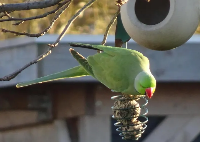 De Kopstoof 4* Lekkerkerk