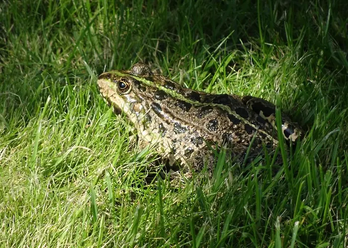 Bed and Breakfast De Kopstoof
